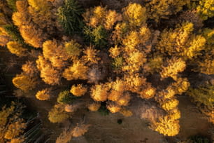 una veduta aerea di una foresta con alberi gialli