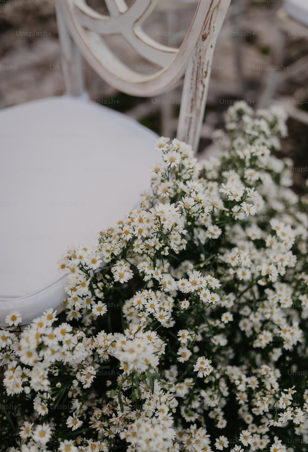 a white chair sitting next to a bunch of white flowers