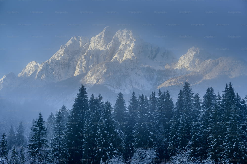 Una montaña cubierta de nieve con pinos en primer plano