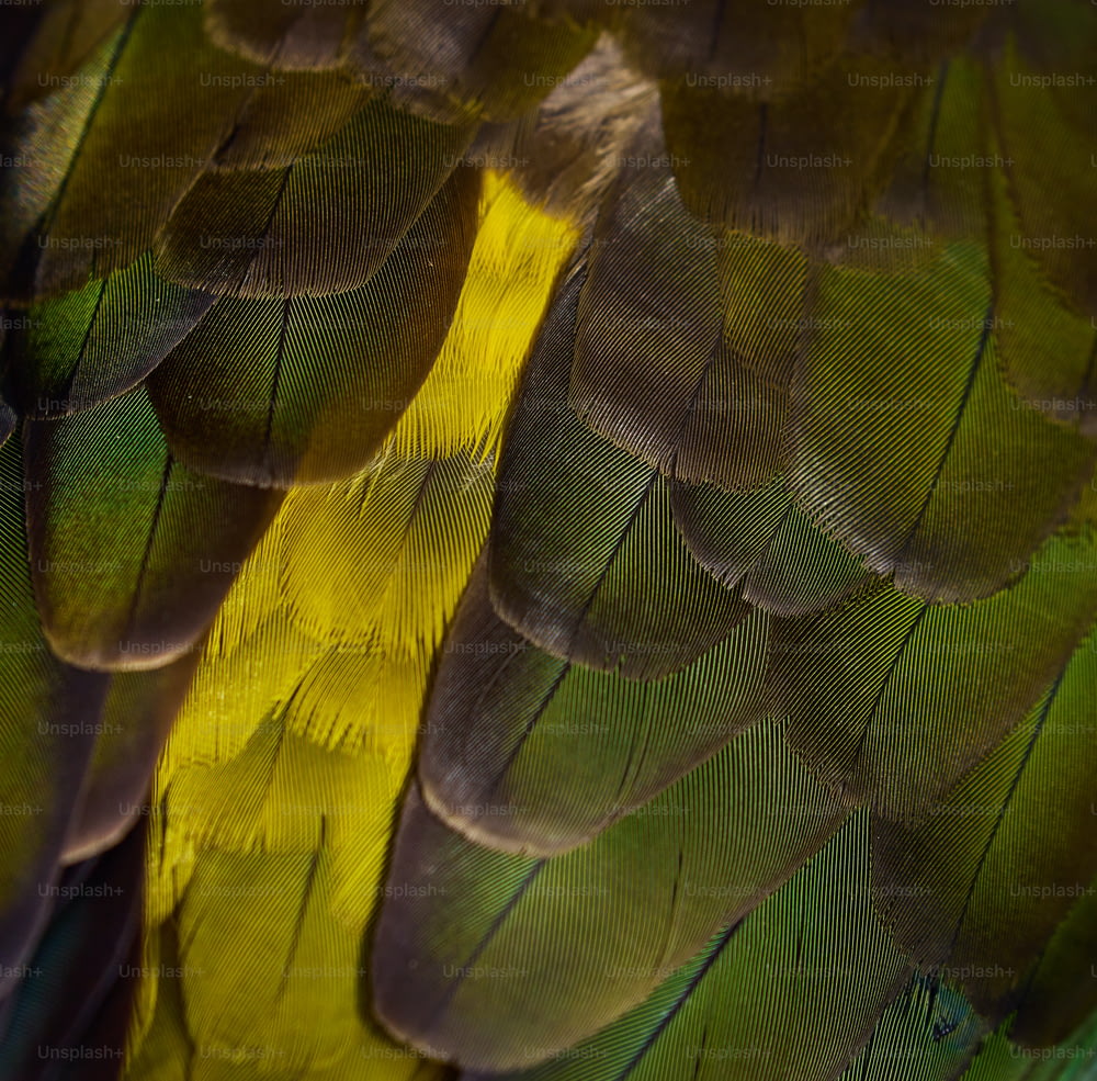 a close up of a green and yellow bird's feathers