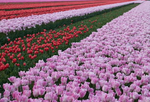 Ein Feld voller rosa und roter Tulpen