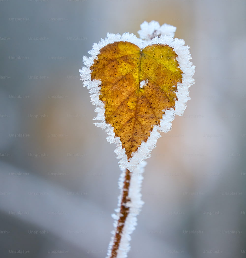 a yellow leaf is covered in ice and snow