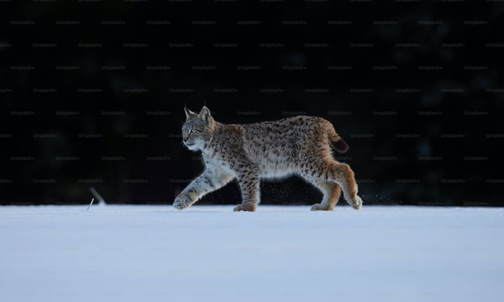 Un gatto che cammina attraverso un campo coperto di neve