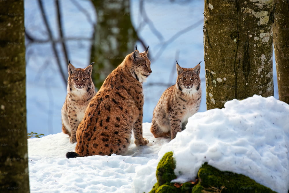 Un gruppo di gatti seduti sopra il terreno coperto di neve