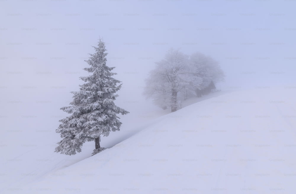 a snow covered hill with two trees on top of it