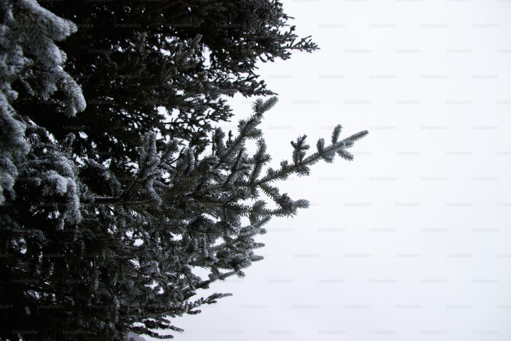 a snow covered pine tree against a white sky