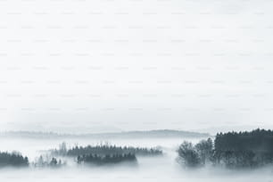 안개 낀 숲의 흑백 사진