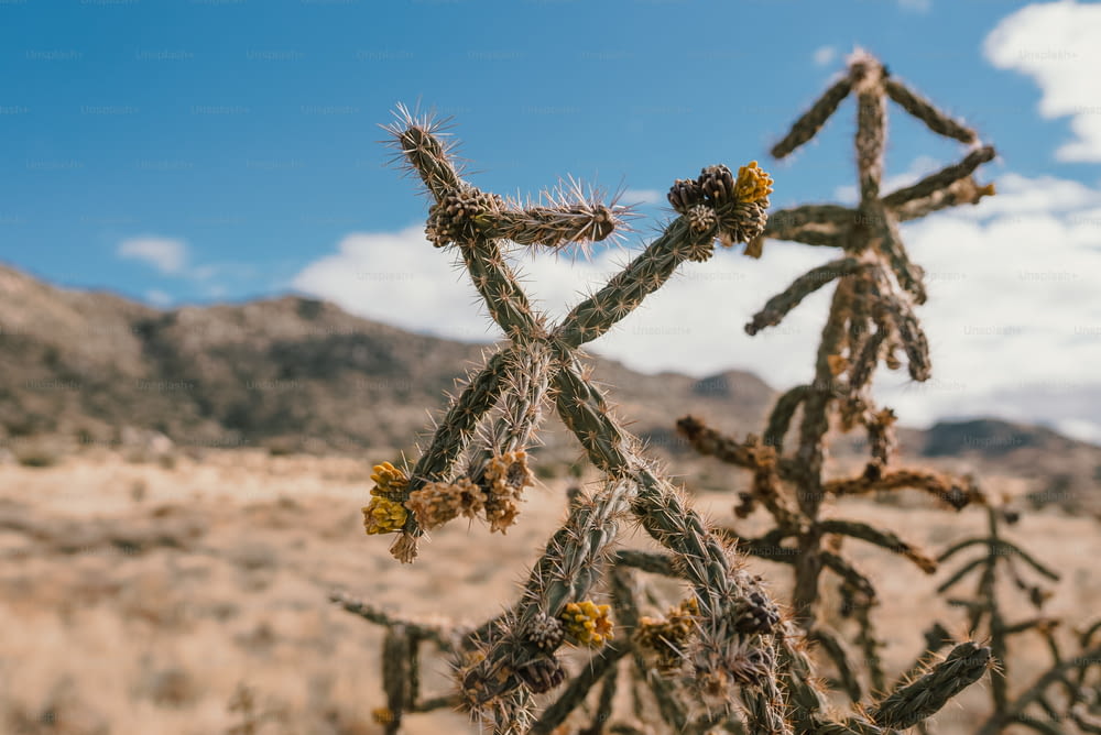 a cactus plant in the desert with mountains in the background