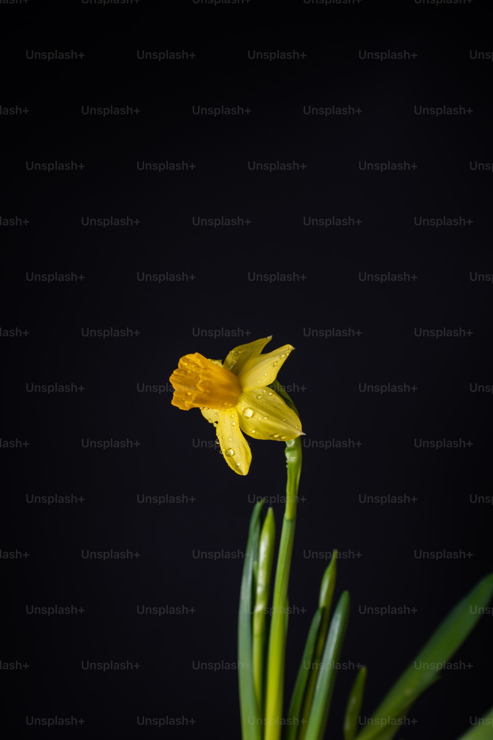 Un primo piano di un fiore giallo su uno sfondo nero