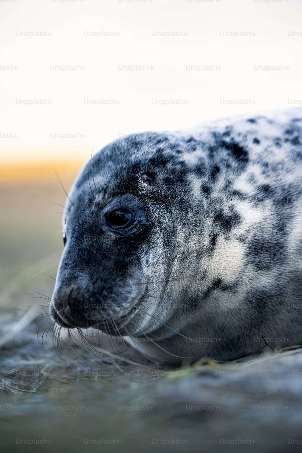 a grey seal laying on top of a grass covered field