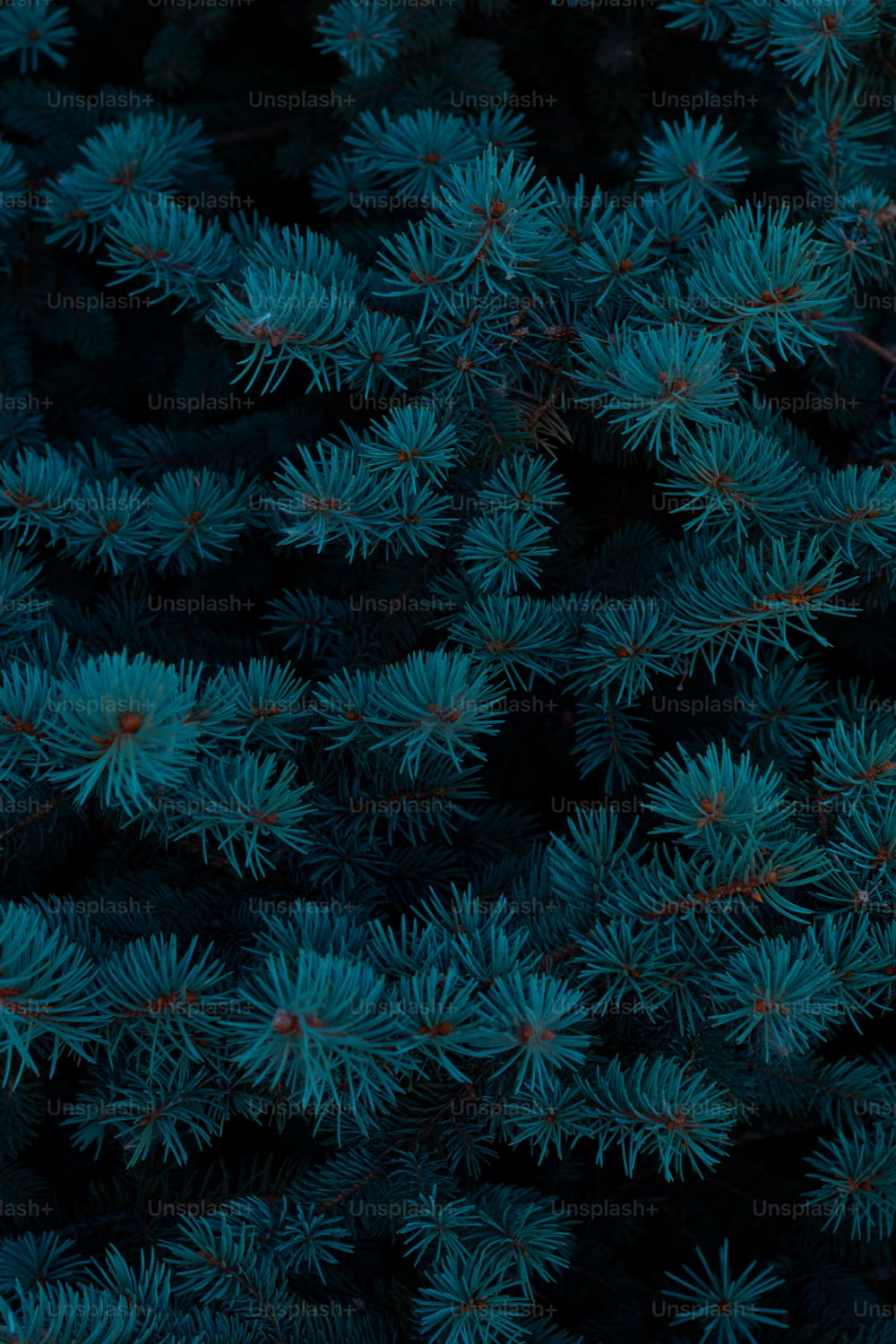 a close up of a bunch of blue pine needles