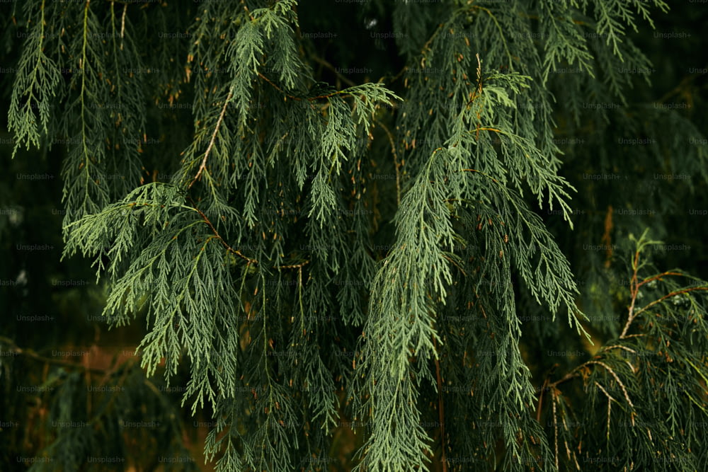 a close up of a tree with green leaves