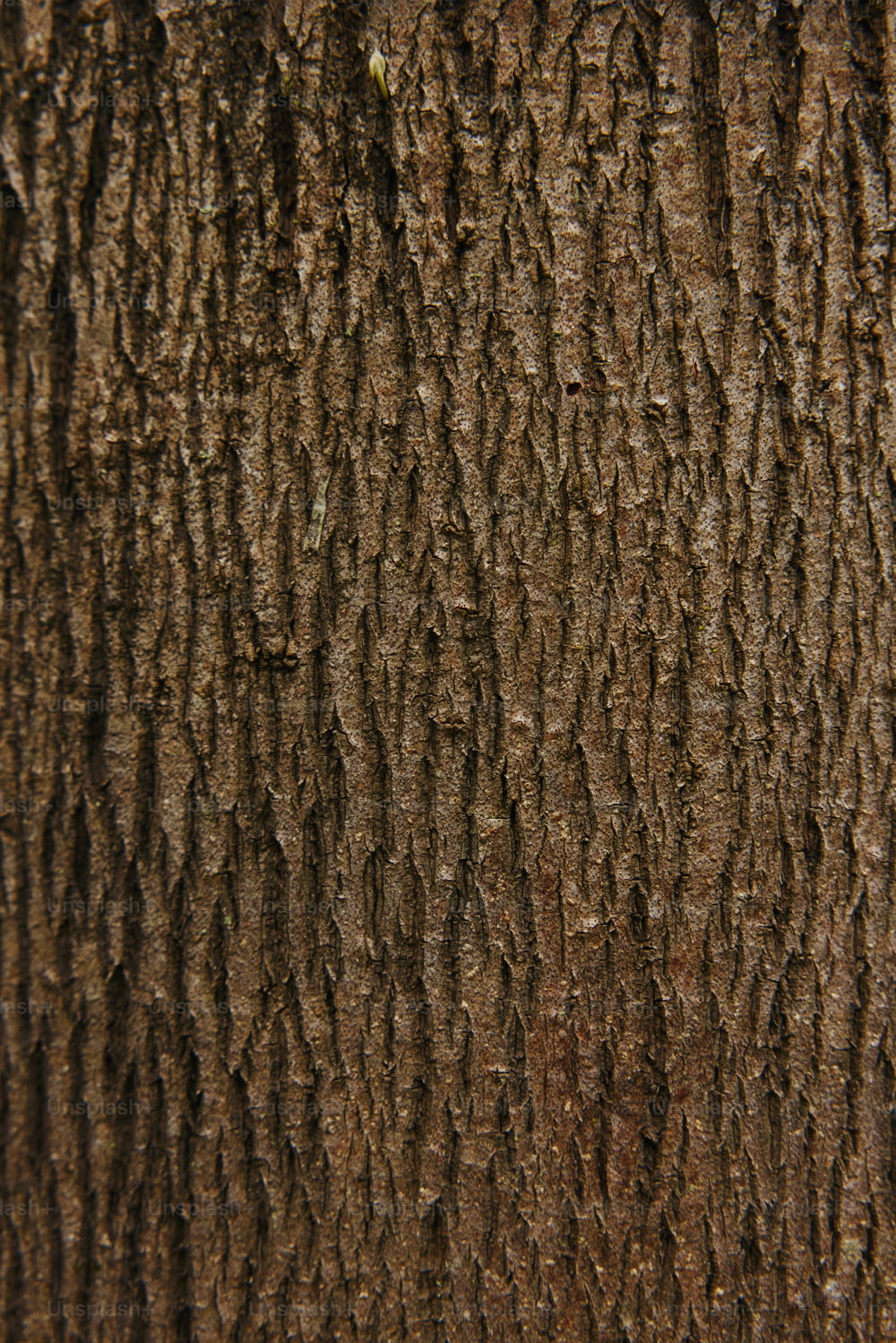 um close up da casca de uma árvore