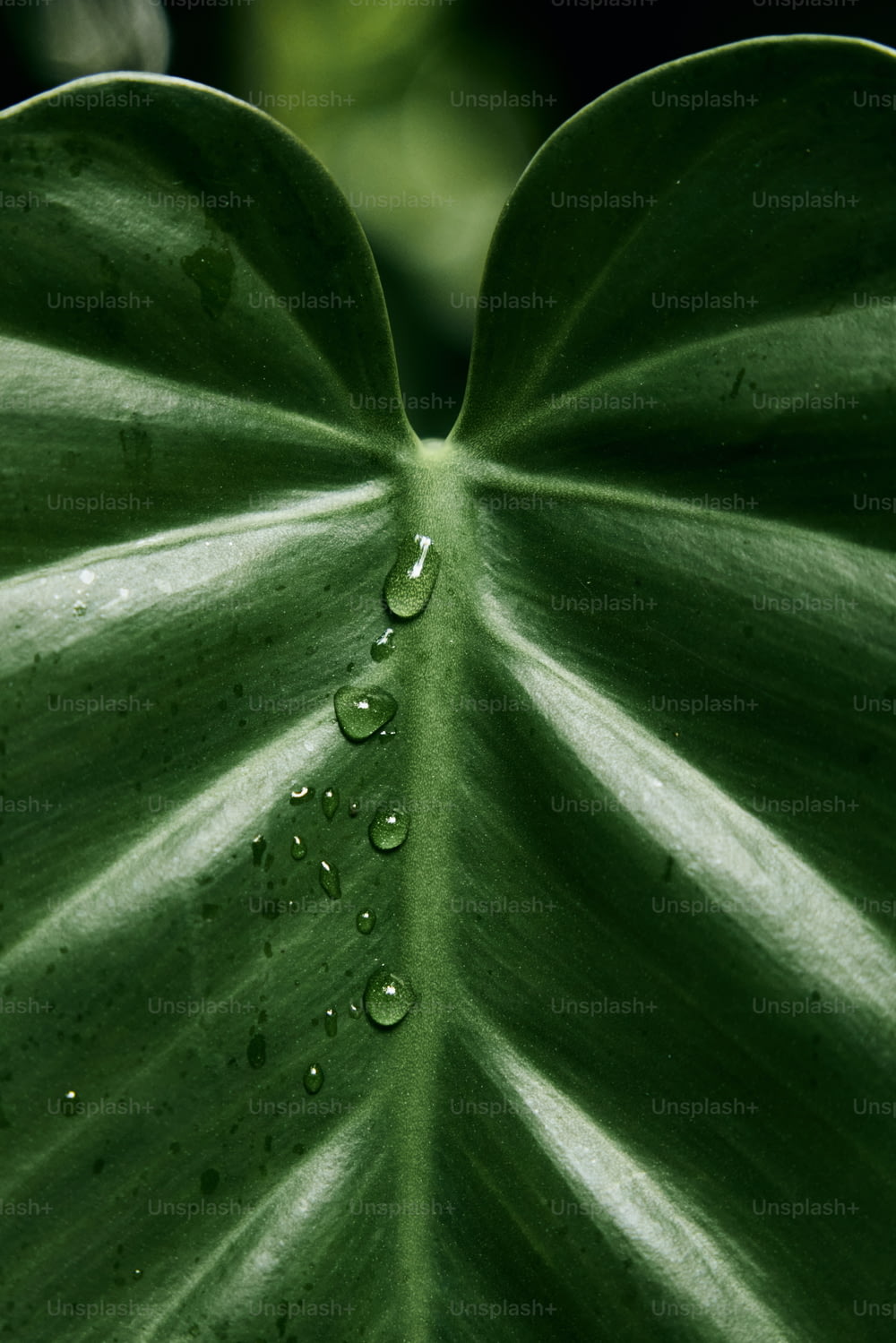 水滴が乗った大きな緑の葉