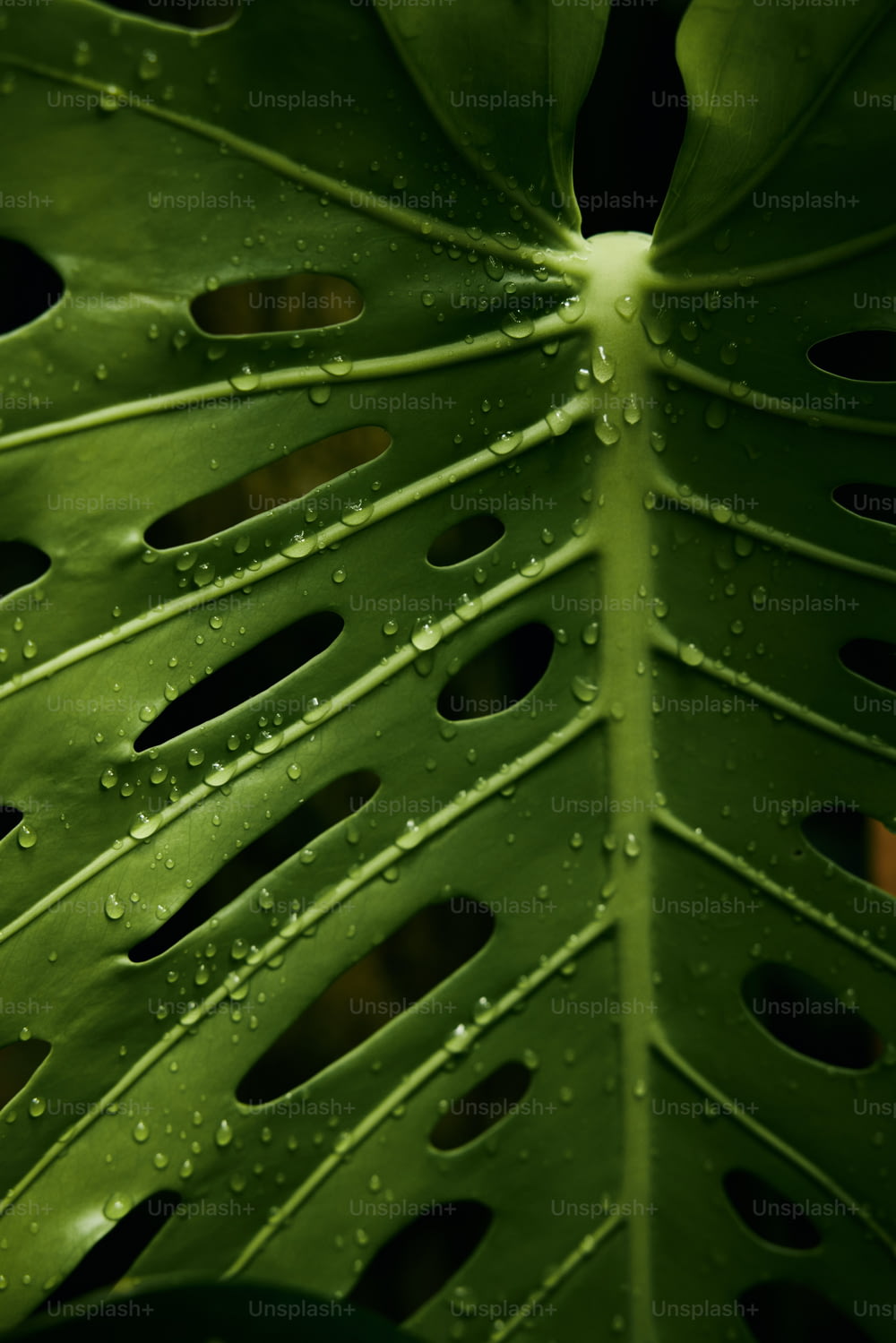 구멍이있는 큰 녹색 잎