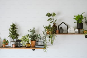 Uno scaffale pieno di piante in vaso in cima a un muro bianco