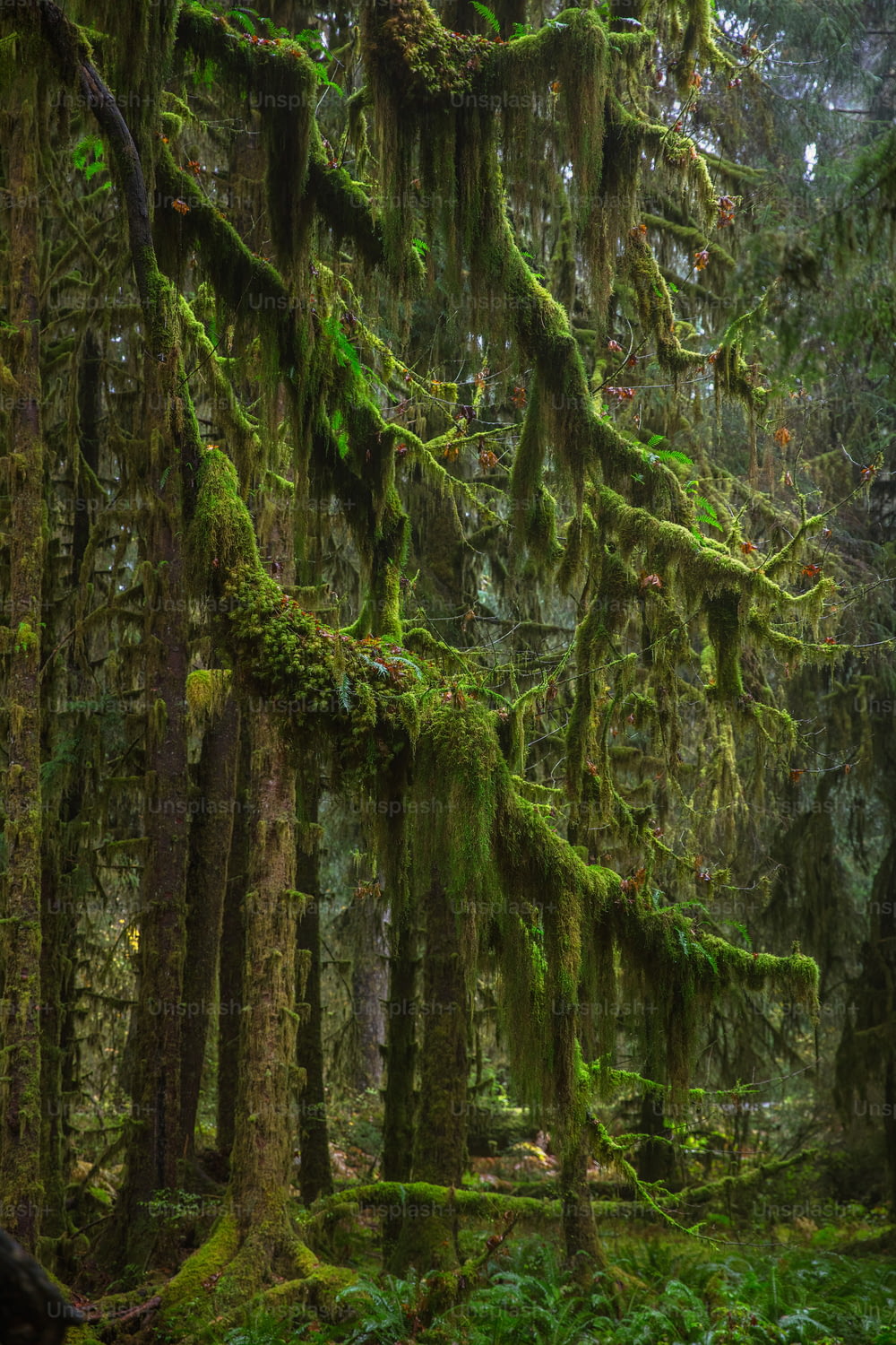 a mossy forest with lots of trees and plants