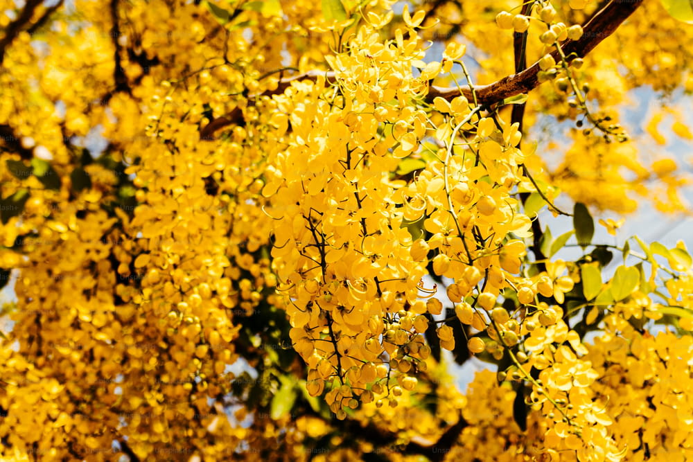 a tree filled with lots of yellow flowers