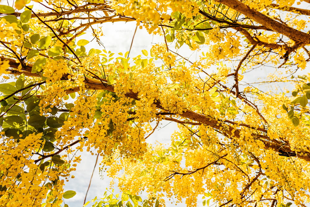 a tree with lots of yellow flowers on it