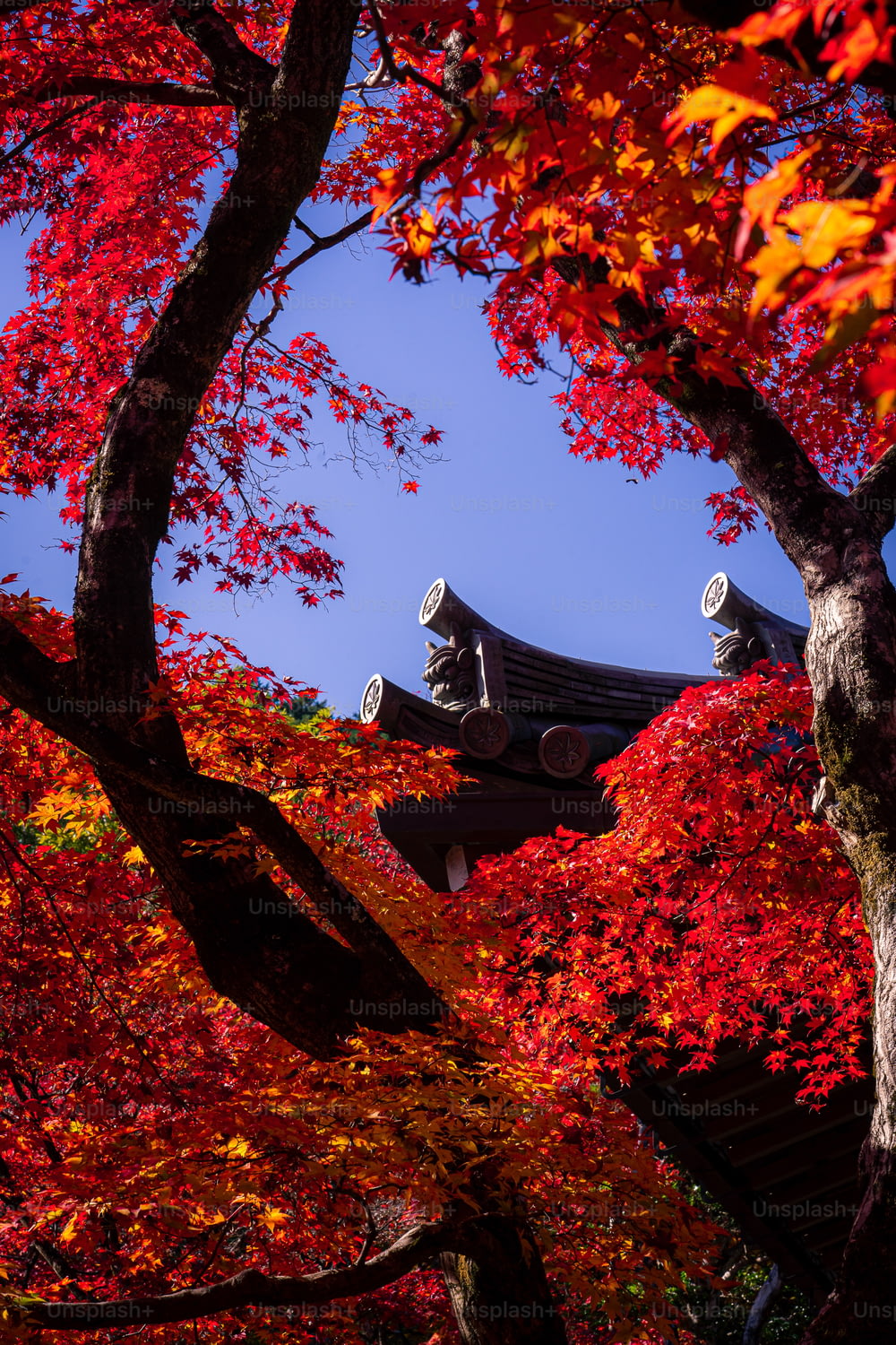 a tree with red leaves and a building in the background