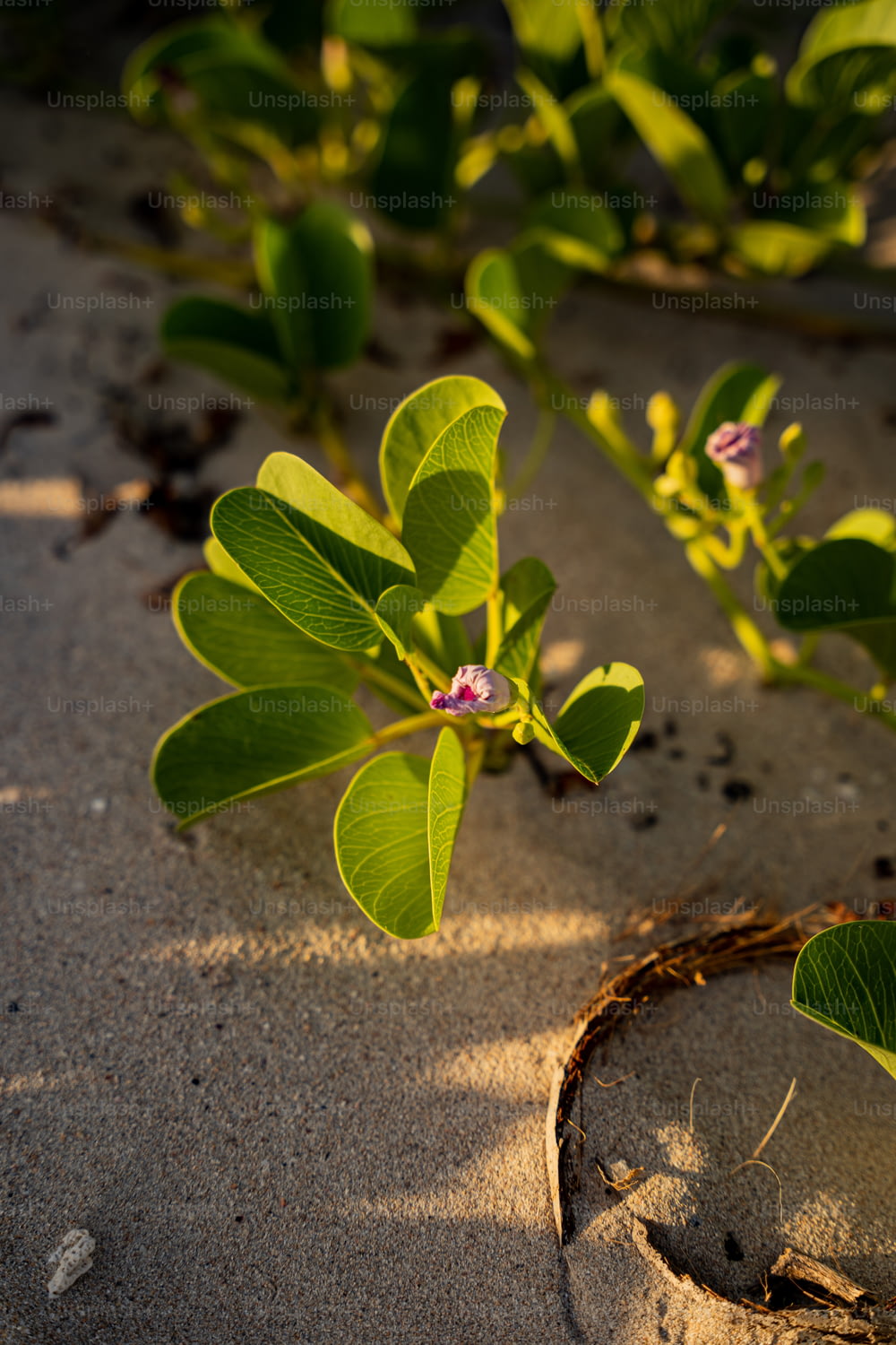 작은 식물이 모래에서 자라고 있습니다.