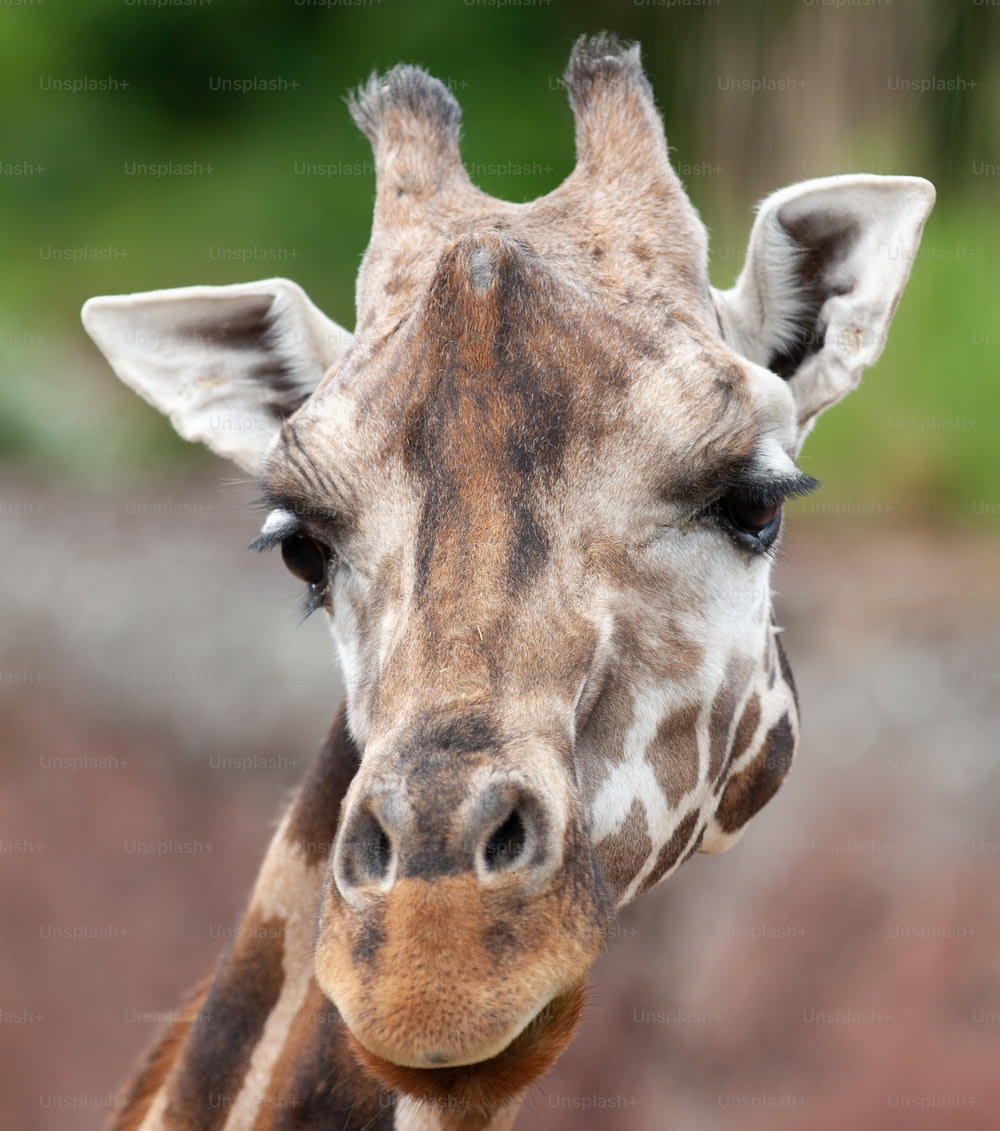 Un primer plano de la cara de una jirafa con un fondo borroso