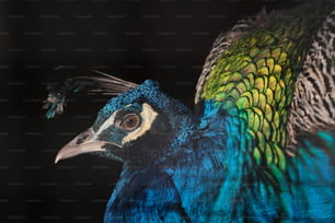 a close up of a peacock with a black background