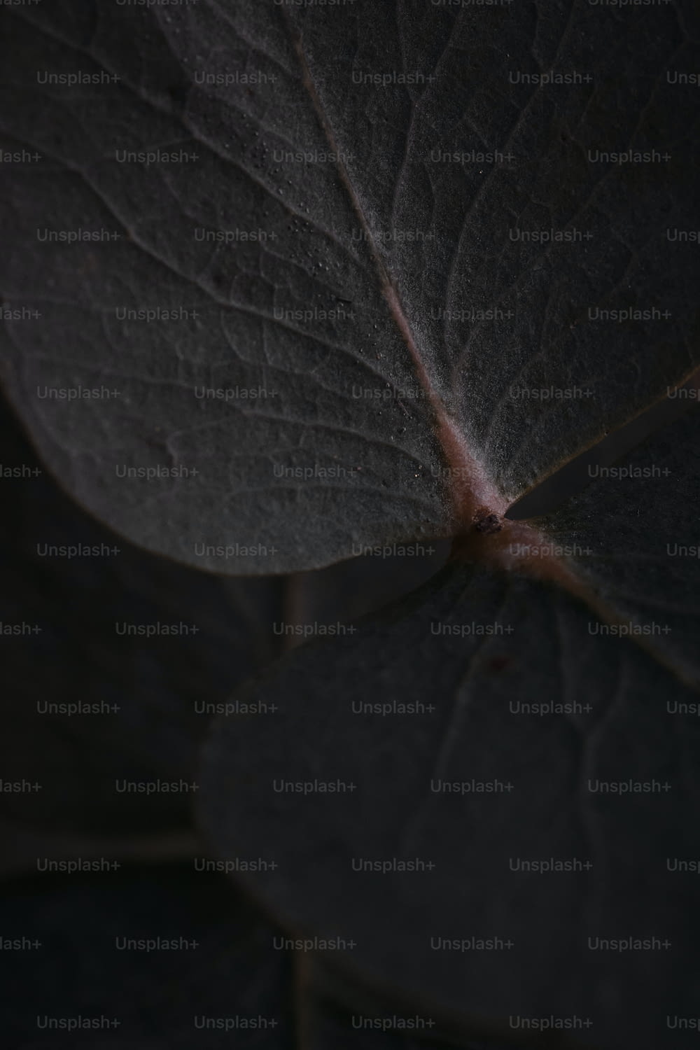 a close up of a leaf with a dark background