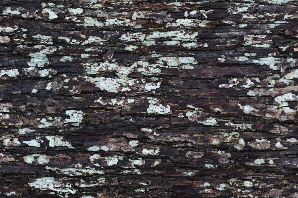 Un primer plano de la corteza de un árbol con liquen blanco y marrón