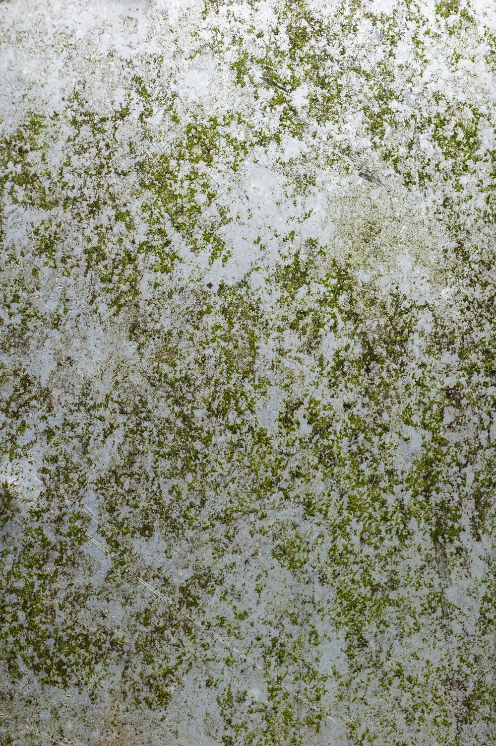 um close up de uma superfície branca com plantas verdes sobre ele