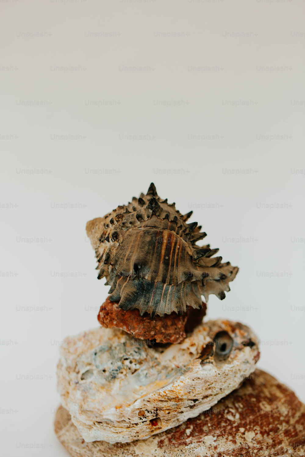 una concha marina sentada en la cima de una roca