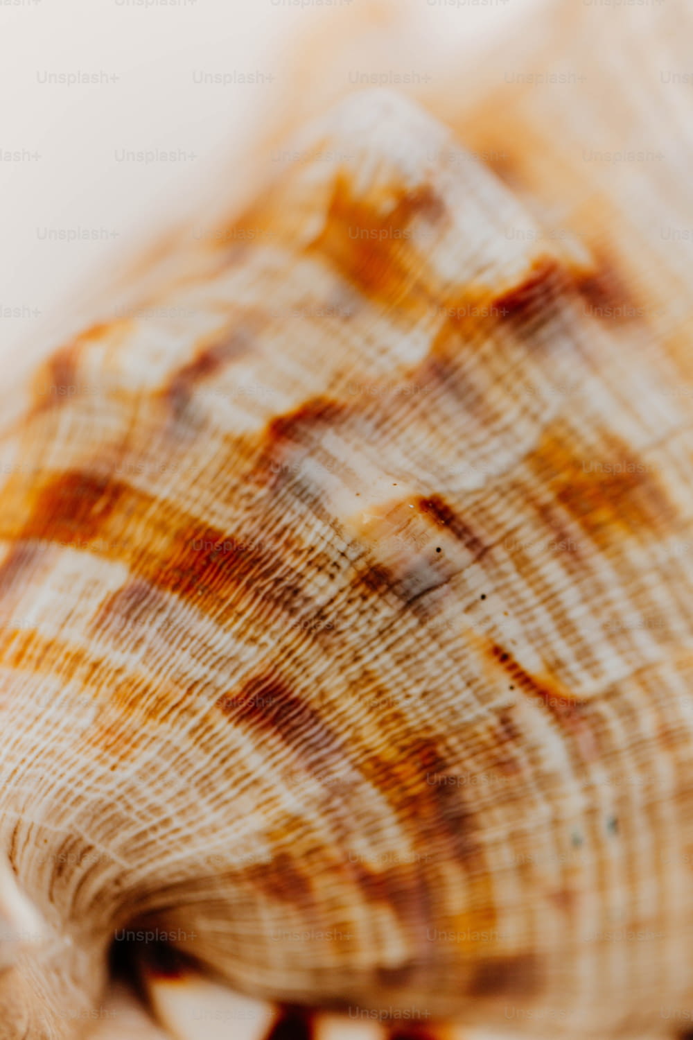 a close up of a sea shell on a white surface