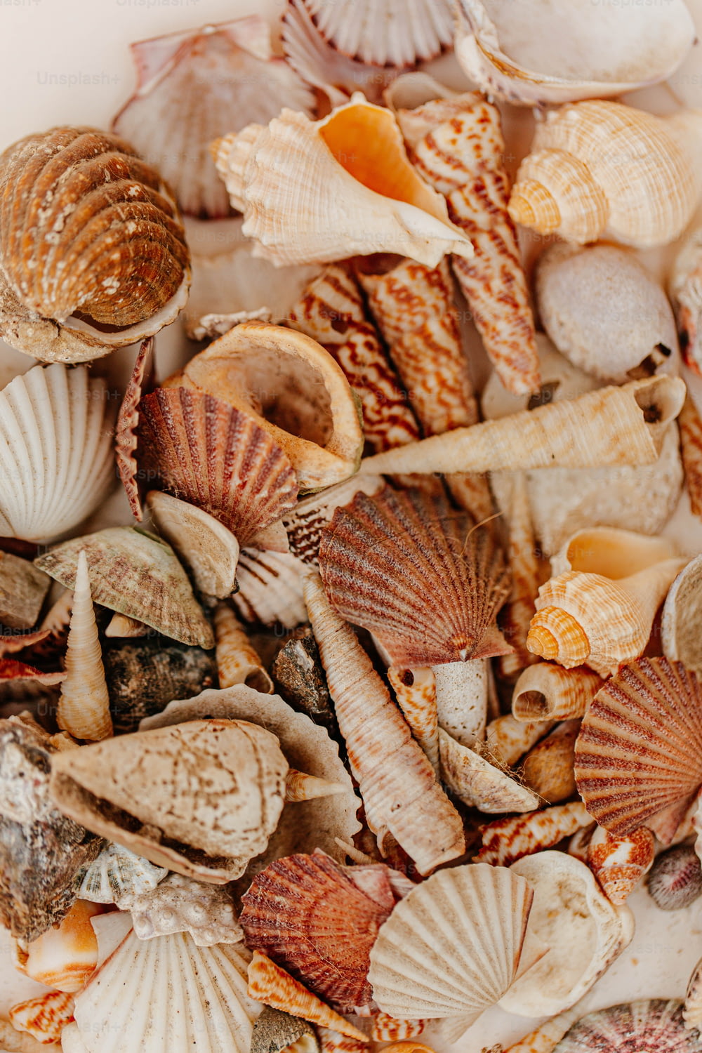 uma pilha de conchas do mar sentadas em cima de uma mesa