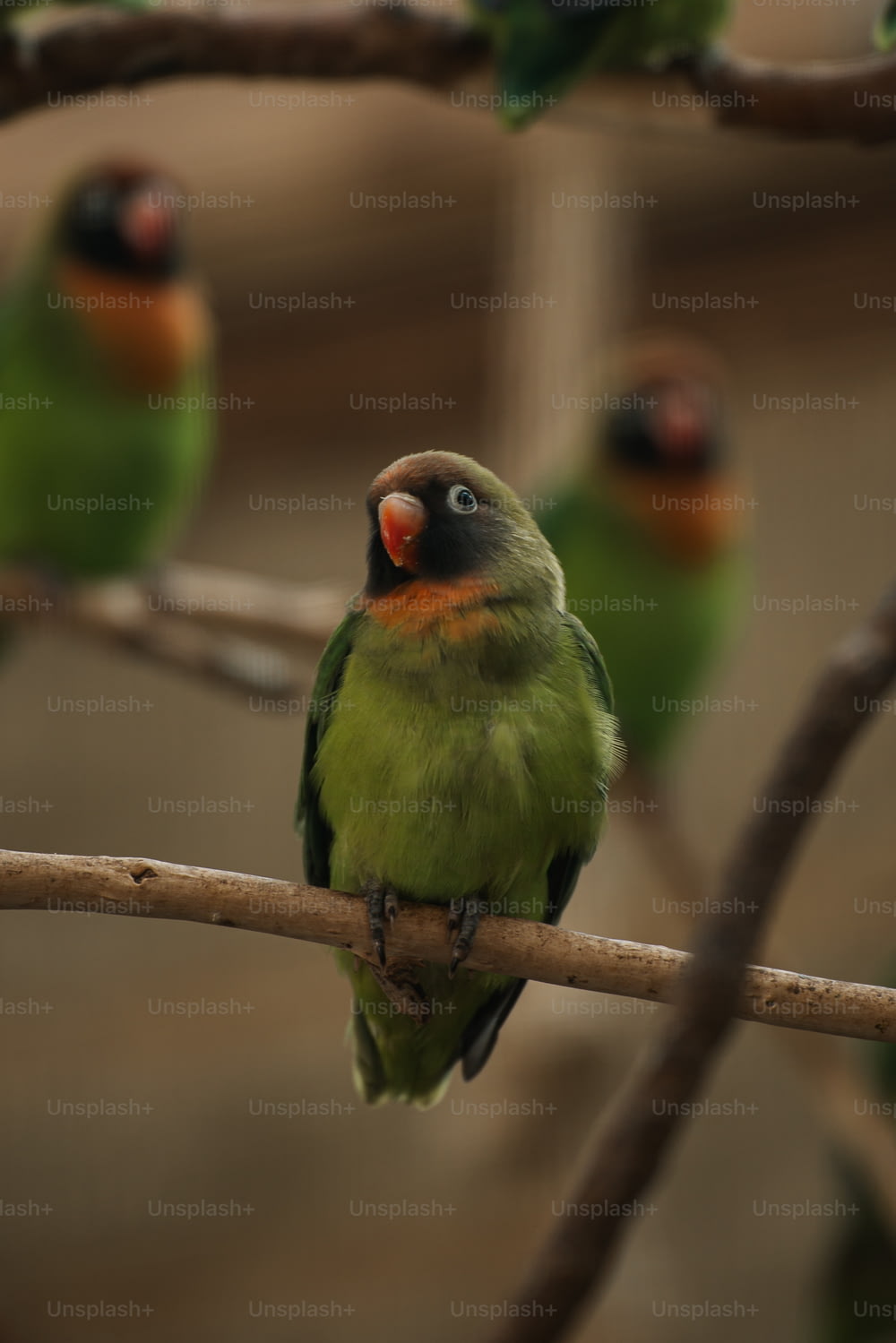 Un gruppo di uccelli verdi seduti sulla cima di un ramo di un albero