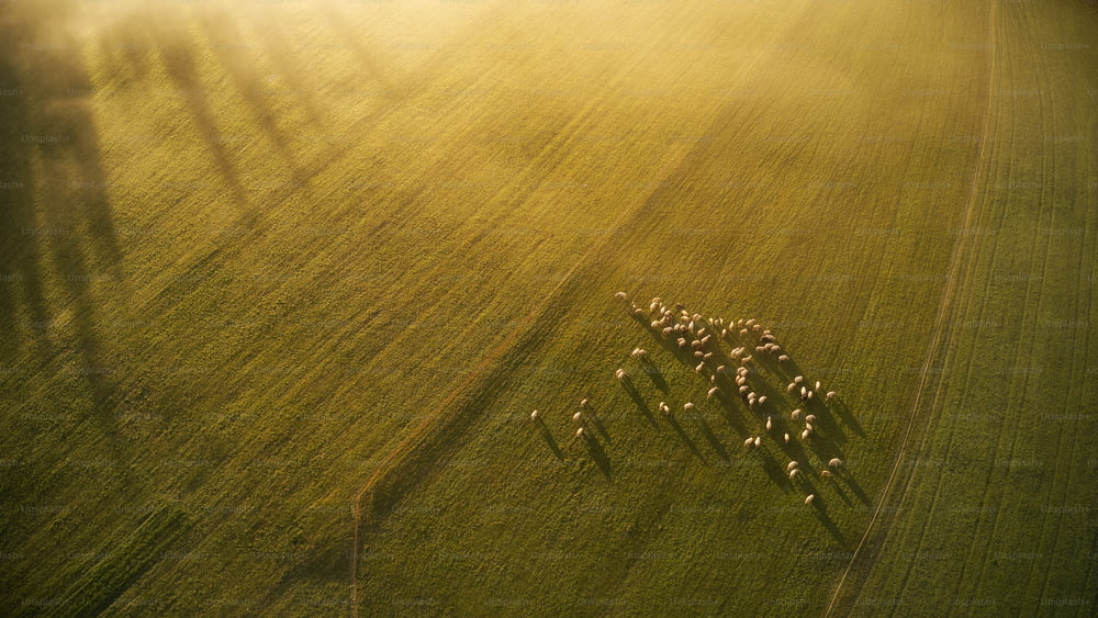 Un troupeau de moutons marchant à travers un champ verdoyant