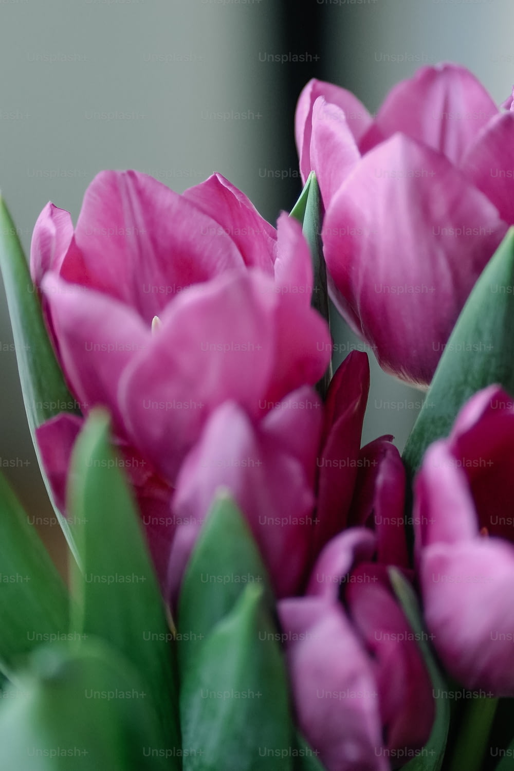 a bouquet of pink tulips with green leaves