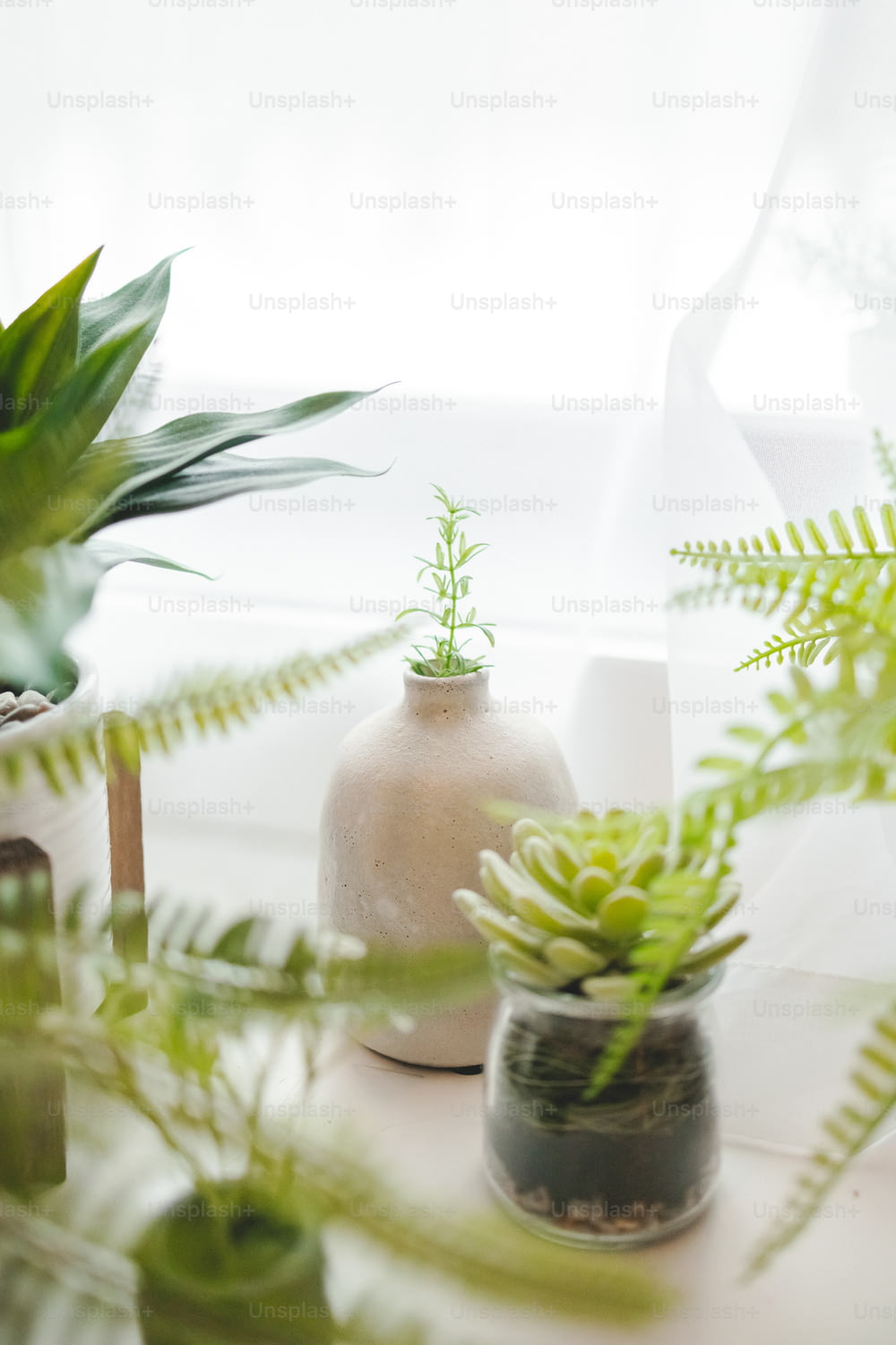テーブルの上にある植物のカップル