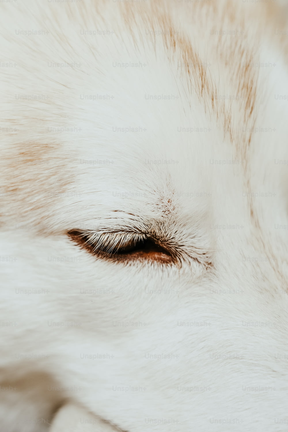 Un primo piano dell'occhio di un cane bianco