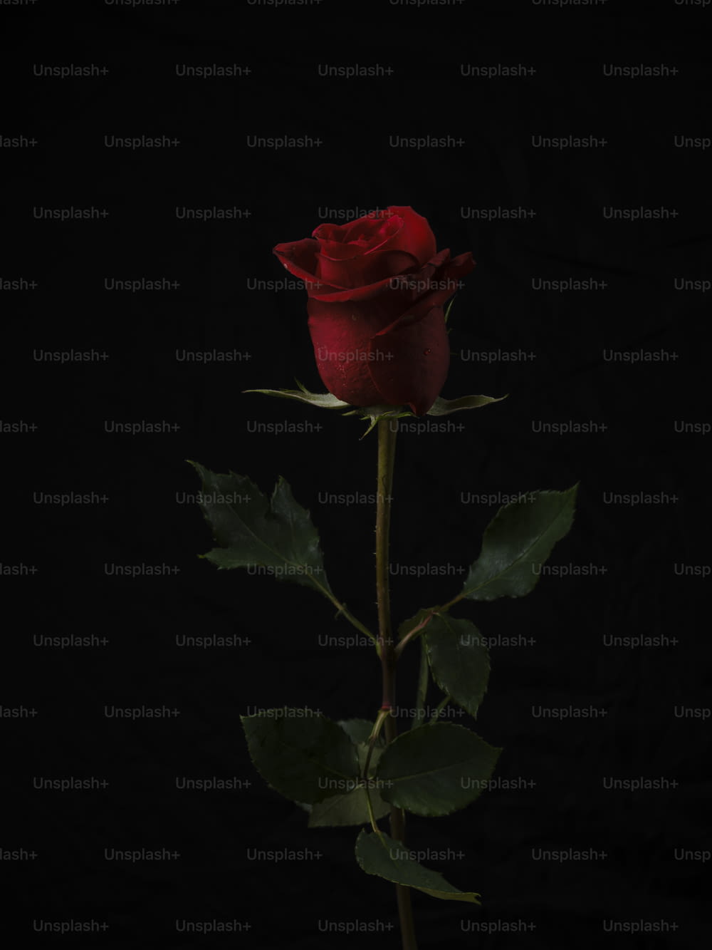 a single red rose with green leaves on a black background