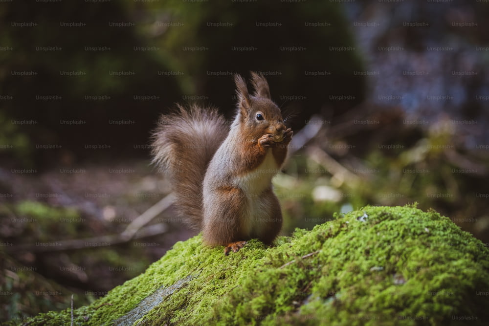 a squirrel is sitting on a mossy rock