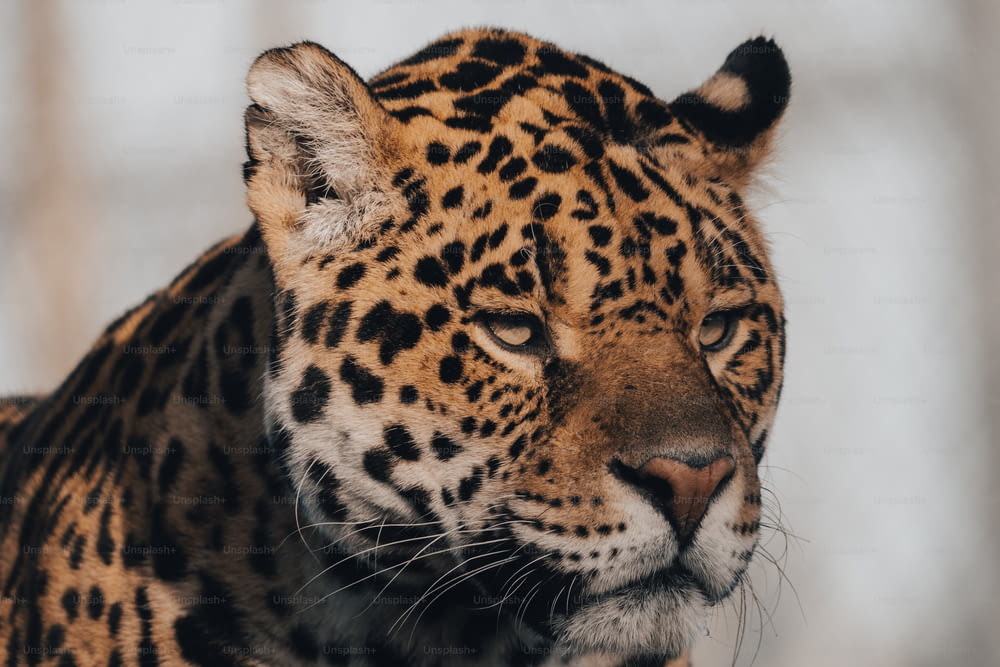 Un primer plano de la cara de un leopardo con nieve en el fondo