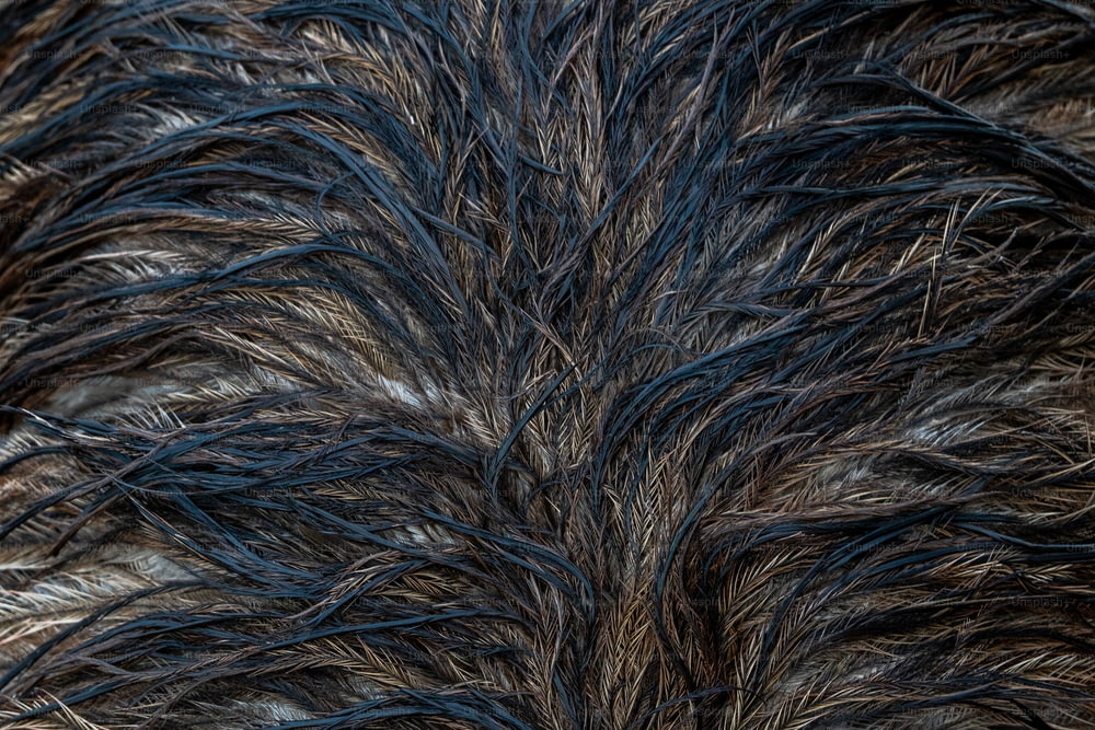 a close up of a bird's feathers pattern