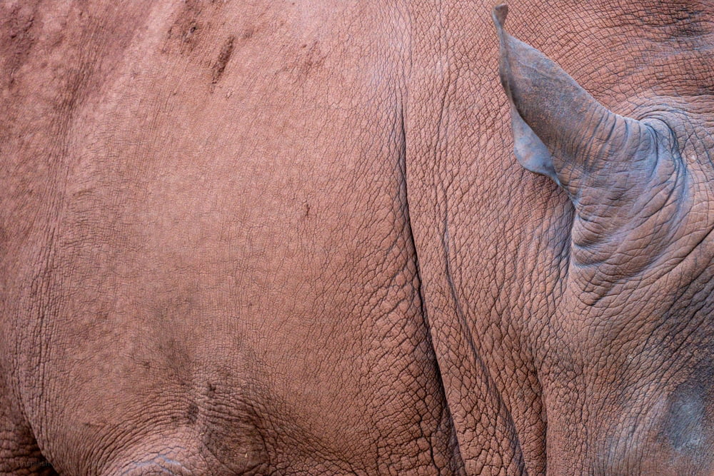 Gros plan du visage d’un rhinocéros avec un arrière-plan flou