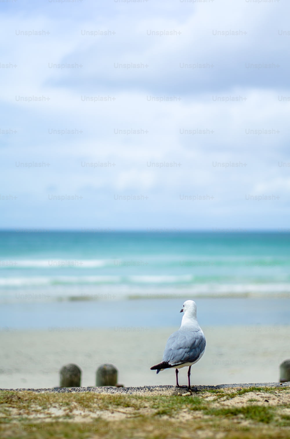 uma gaivota está de pé na areia perto do oceano