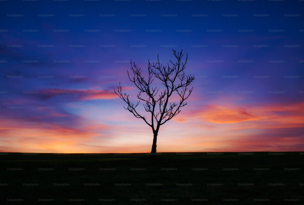 Un albero solitario si staglia contro un tramonto colorato