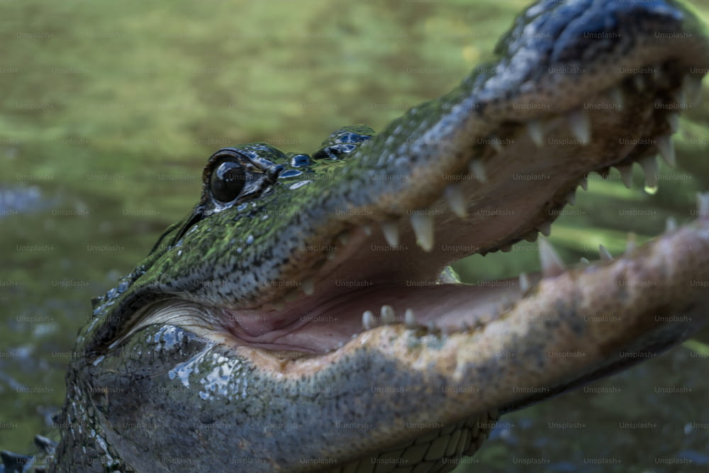 Un primo piano della bocca di un coccodrillo con l'acqua sullo sfondo