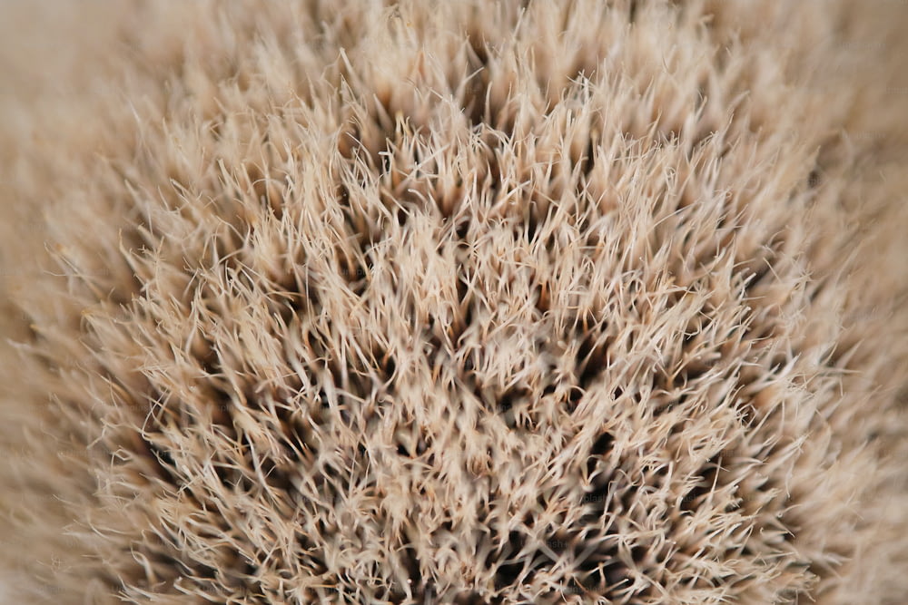 a close up of a plant with very long hair