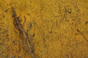 a close up of a plant on a yellow surface