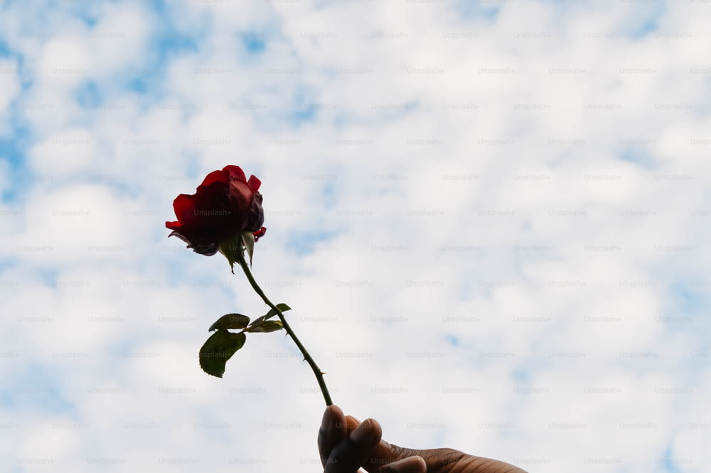 uma pessoa segurando uma única rosa vermelha na mão
