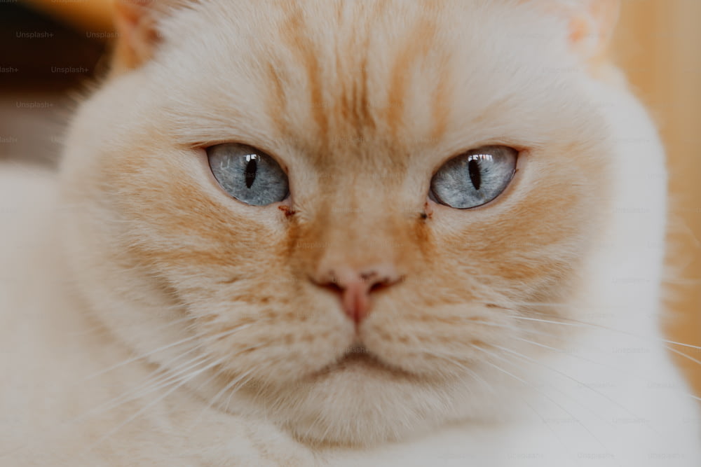 青い目をした猫の接写